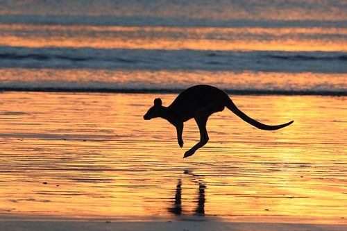 kangoeroe op strand bij zonsopgang, mackay, noord queenland, australië