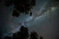 Milky Way above the trees by Daniel Pahmeier thumbnail