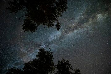 Milky Way above the trees