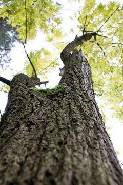 Sous l'arbre ensoleillé.