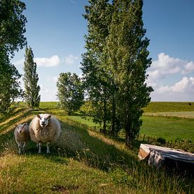 Old cultural landscape with sea dyke, poplars and two sheep by Lex van den Bosch