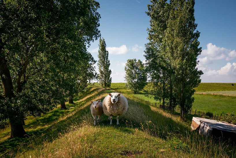 Oud Zeeuws cultuurlandschap met zeedijk, populieren en twee schapen van Lex van den Bosch