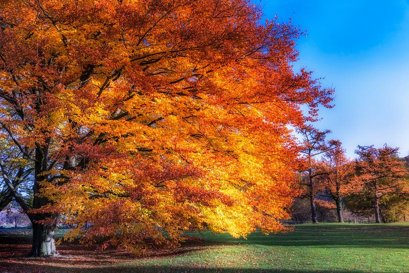 Golden Autumn Tree by Marcel van Kan