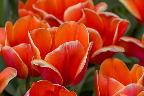 Orange Tulips Near the End of Bloom