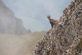 Steinbock / Alpensteinbock ( Capra ibex ), weibliches Tier, steht vor schönem, weit entfernten Hinte von wunderbare Erde