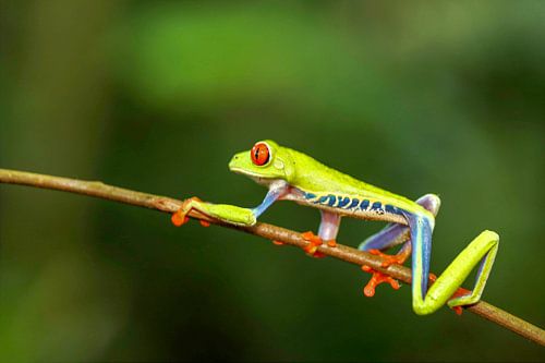 Roodoogmakikikker Costa Rica