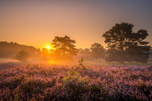 Brunssummerheide Sonnenaufgang