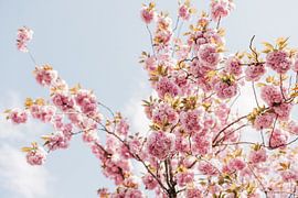 Bloemen tegen de lucht van Nienke van Denderen