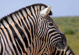 Zebra in - Afrika wildlife sur W. Woyke