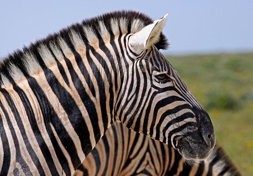 Zebra - Afrika wildlife van W. Woyke