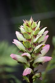 Acanthus mollis in Artis by Nina van Vlaanderen