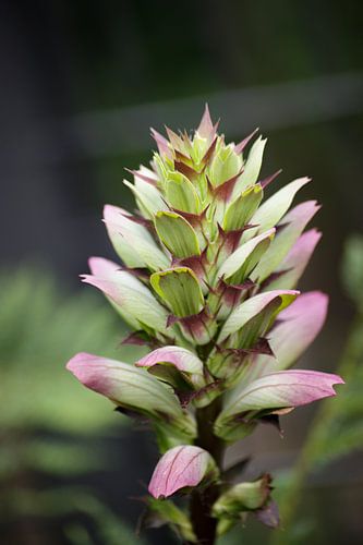 Acanthus mollis in Artis