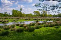 Der Broekpolder in Vlaardingen