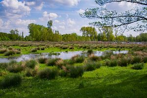 Der Broekpolder in Vlaardingen