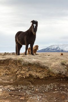 Poneys en Islande (version portrait) sur Hans Brinkel