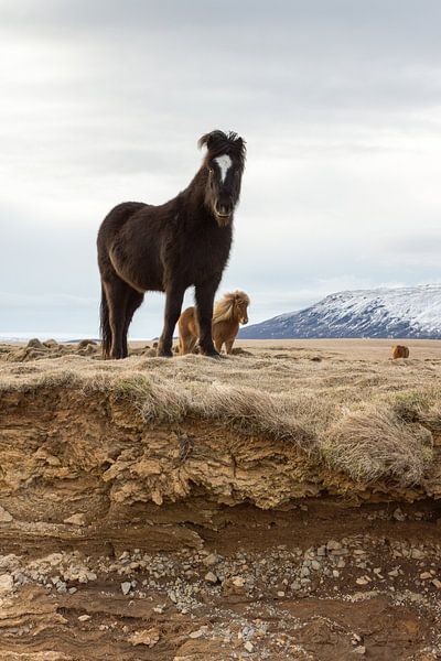 Pony's  op IJsland (staande versie) van Hans Brinkel