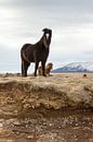 Pony's  op IJsland (staande versie) van Hans Brinkel thumbnail