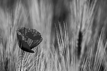 Poppy blossom in wheat field black and white photography