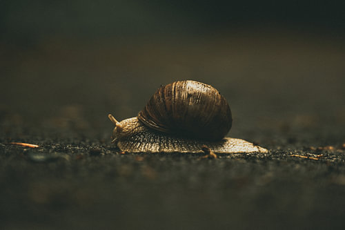 Weinbergschnecke auf feuchtem Grund – Makrofotografie