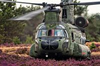 Chinook in de paarse heide