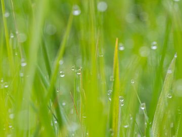 Dewy meadow by Diane van Veen