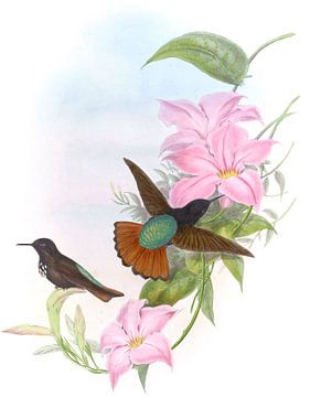 Pamela's zonnestraal, John Gould van Hummingbirds