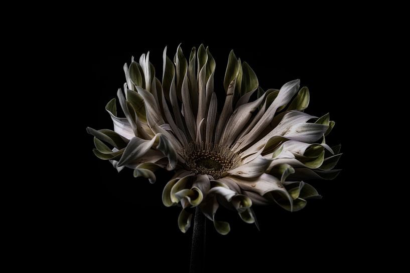 Stillleben Blume in Farbe von Steven Dijkshoorn