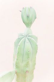 Detail van een cactus tegen een zacht blush kleurige muur van Anouschka Rokebrand Photography LLC