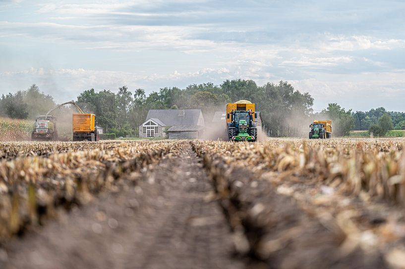Maize chopping autumn 2022 by Sander Huibers
