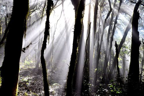 FORÊT BRUMÉE 5