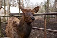 Altai Maral Wapitis Hirsch schaut in die Kamera