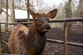 Altai Maral Wapitis deer looking at the camera by creativcontent
