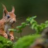 Portrait d'un écureuil rouge sur Richard Guijt Photography