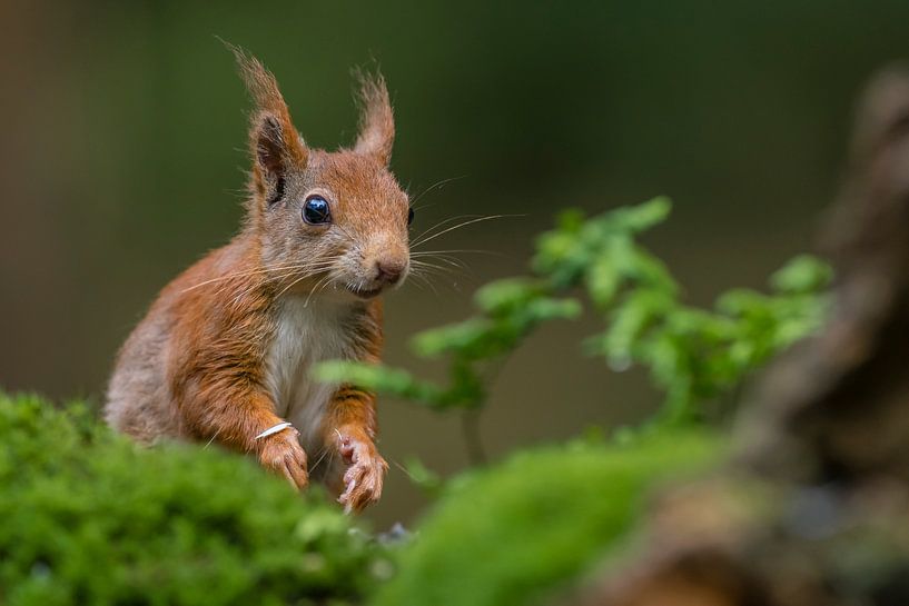 Porträt eines roten Eichhörnchens von Richard Guijt Photography