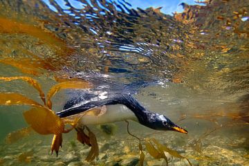 Zwemmende pinguïn van Jos van Bommel