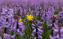 Dare to be different! by Marlous en Stefan P.