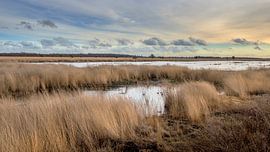 Wandelen in de Engbertsdijkvenen van Frans Nijland