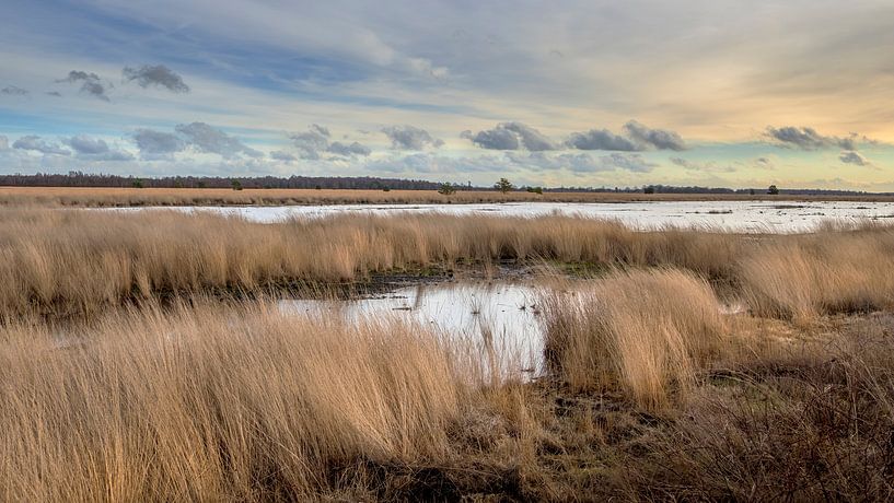 Wandelen in de Engbertsdijkvenen van Frans Nijland