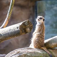 Stokstaartje op de uitkijk