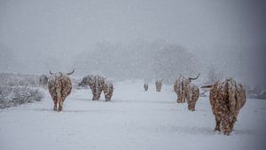 Schottischer Highlander im Winter