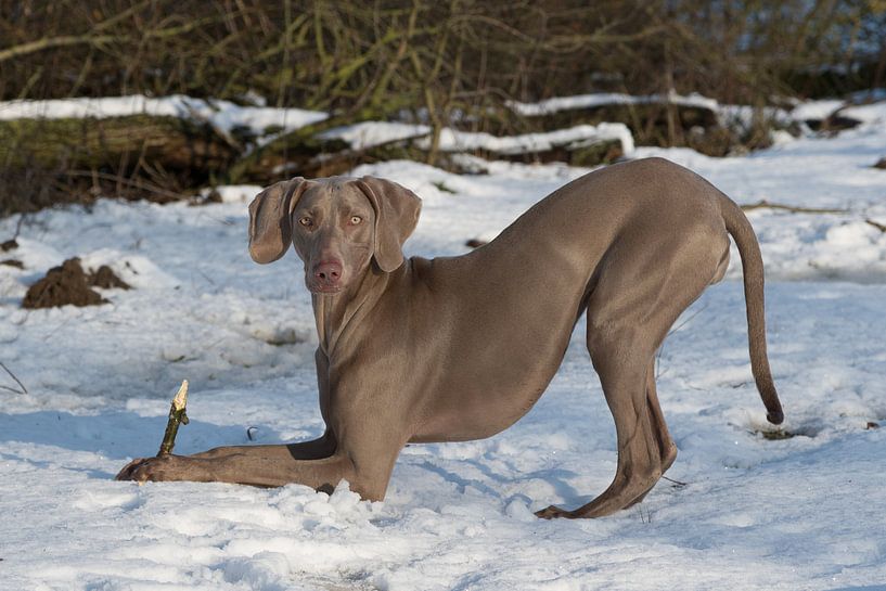 Weimarse staander par Antoon van Osch