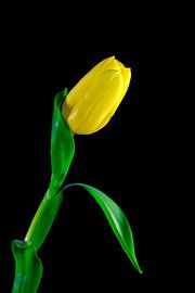 Tulpe von Thomas Jäger