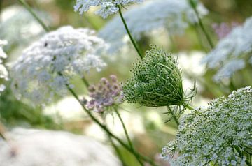 The beauty of the wild carrot by christine b-b müller