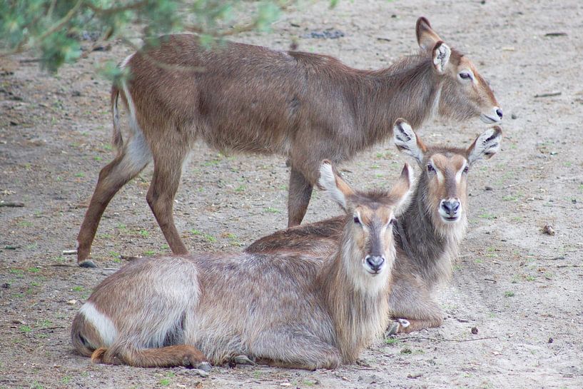 eland by marijke servaes