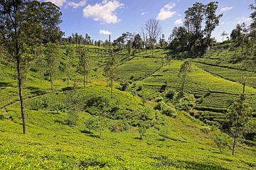 Teeplantagen in Sri Lanka von Antwan Janssen