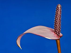 Anthurium