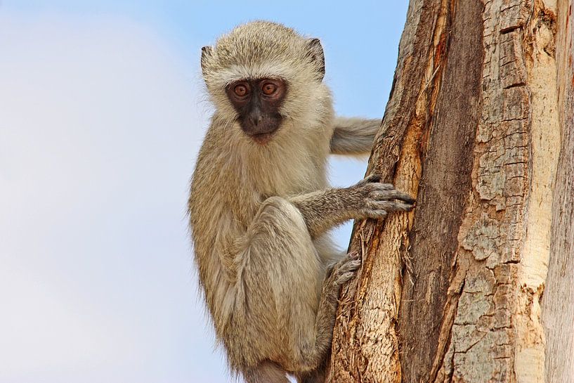 southafrica ... the climbing specialist par Meleah Fotografie