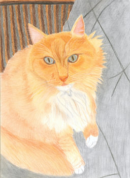 Portrait of a long-haired cat