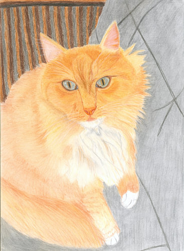 Portrait of a long-haired cat
