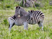 The zebra mum and her foal